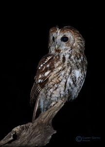 Tawny owl (Strix aluco) Garry Smith